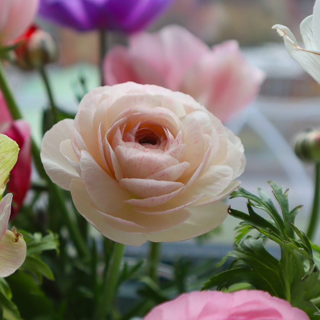 Blush ranunculus at the Union Square Greenmarket, New York City